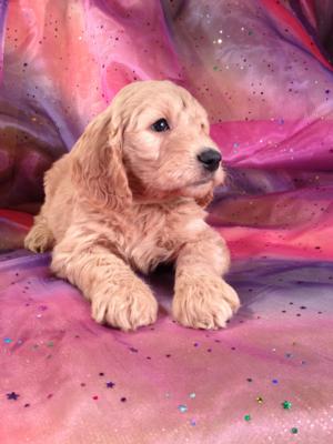 Red Goldendoodle Puppy for sale #2 DOB 12-23-13 Ready to go February 2014. Goldendoodle breeders with Goldendoodles Available now!